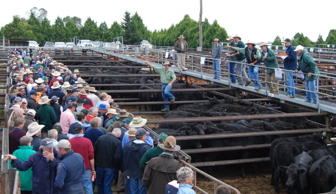 Daniel Croker, with Landmark for 25 years, steps off the catwalk to sell cattle at Goulburn saleyards in the 1990s.