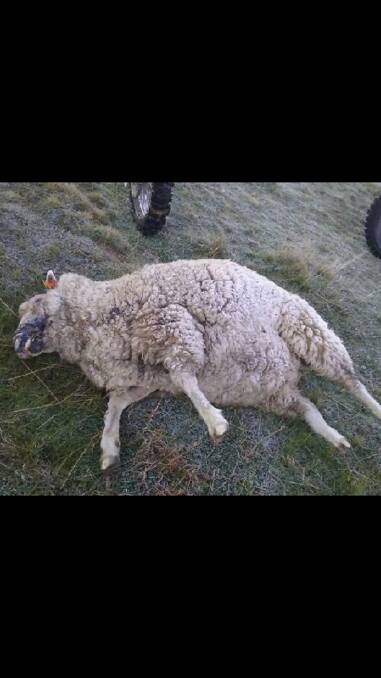 ATTACK: Some of the sheep had to be put down due to their injuries. Photo supplied.