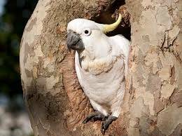 The sulphur-crested cockatoo is reliant on larger hollows in trees to nest and raise their young. Do you have one in your back yard?