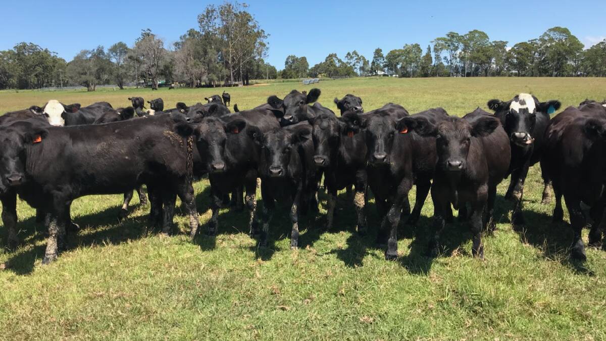 A/C Cleary Bros (JH) 70 Angus and Angus x mixed sex weaners
