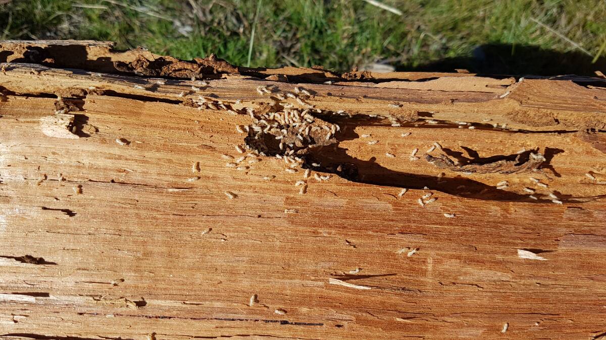NESTING: A wood-eating termite nest in a piece of common firewood. Colder weather slows the termite activity right down. Photo: Ruth Aveyard