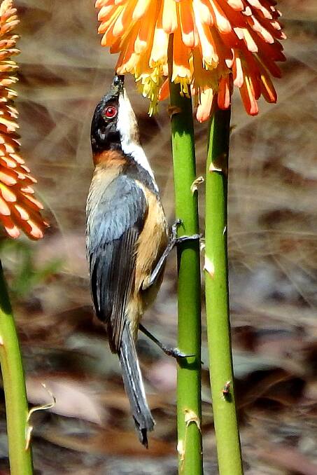 An Eastern Spinebill feeding on Kniphoria in our garden. Photo by Kay Muddiman.