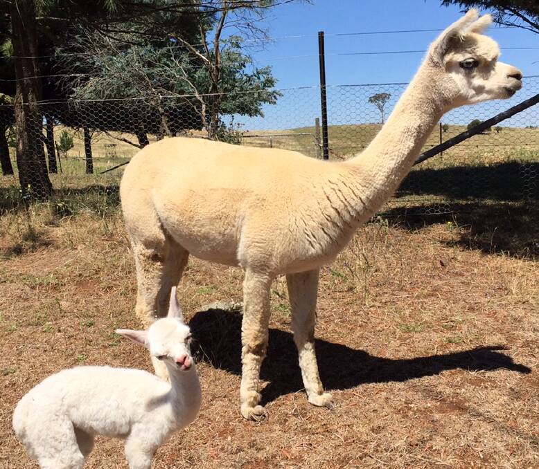 ADORABLE: Maggie-Mai learning all things Alpaca from her mother on her first outing into the paddock. This little girl was premature and had to be fed every 2-3 hours by her owner for the first 3 days of her life. Photo: Susan Reynolds.