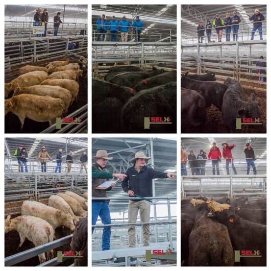 Cattle numbers were down slightly at last week's SELX market.
