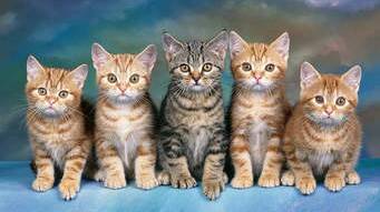 Kittens: Crookwell Vet Hospital says desex your pets this February. Photo: file