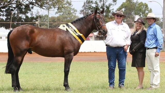 Tru Blu Waler stud's TruBlu Trailblazer with his breeder Steve Kearns of Jerrawa and owner Penny Bieber at the inaugural Australian Waler awards in Gatton, Queensland.  The TruBlu Waler stud took out top honours for stud and sire.