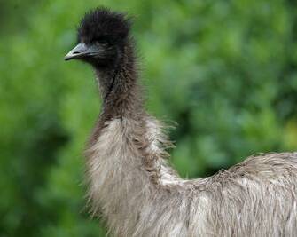 The story that was published recently was about a 39-year-old emu which had disappeared from public view and had people asking where is he?