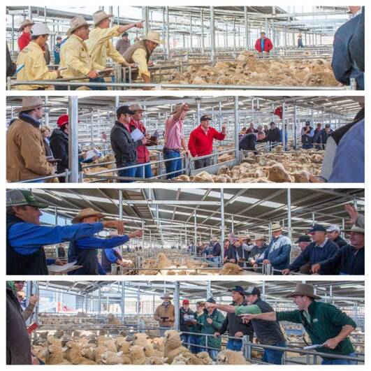 Action at the SELX sales last week. Photo supplied.