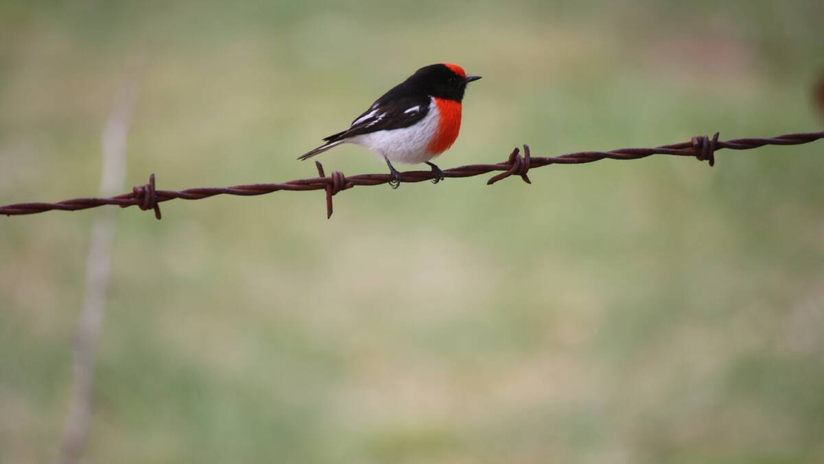 Pic of the week: A red-capped robin in the Tulloh Street area. The smallest red robin, it can be distinguished from others by a unique red cap on the male, and a dull red cap on the female. Photo: Bronwyn Haynes