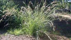 Coolati Grass is on the noxious weeds list