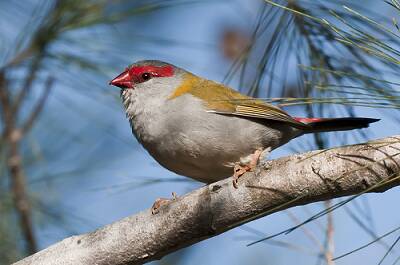 Red-browed finch.