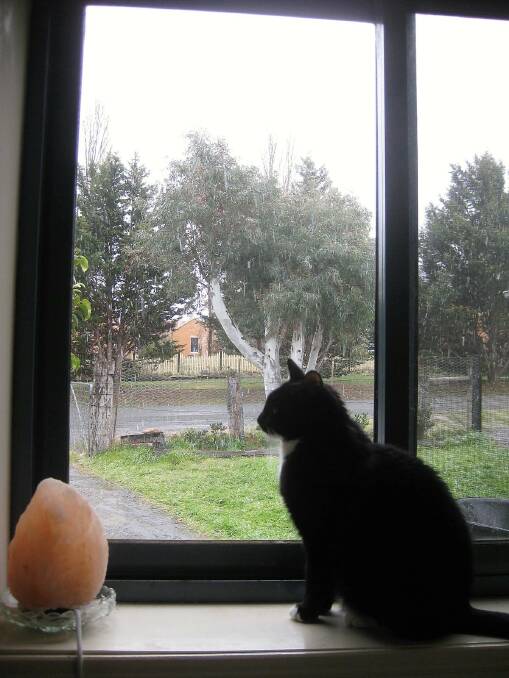 WEATHER WATCH: Young cat fascinated by the snowfall last Sunday. Photo: Ann Darbyshire.