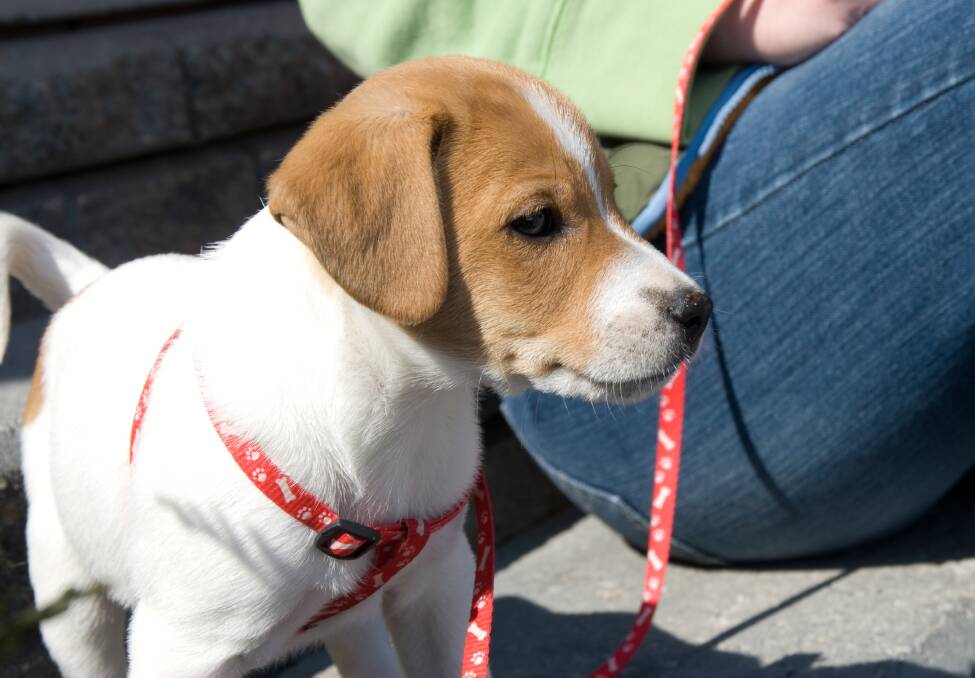 FROM PUPPER TO DOGGO: Vaccinated dogs can participate in training and obedience lessons from eight weeks of age, and must have a collar and lead. Photo: Gracey