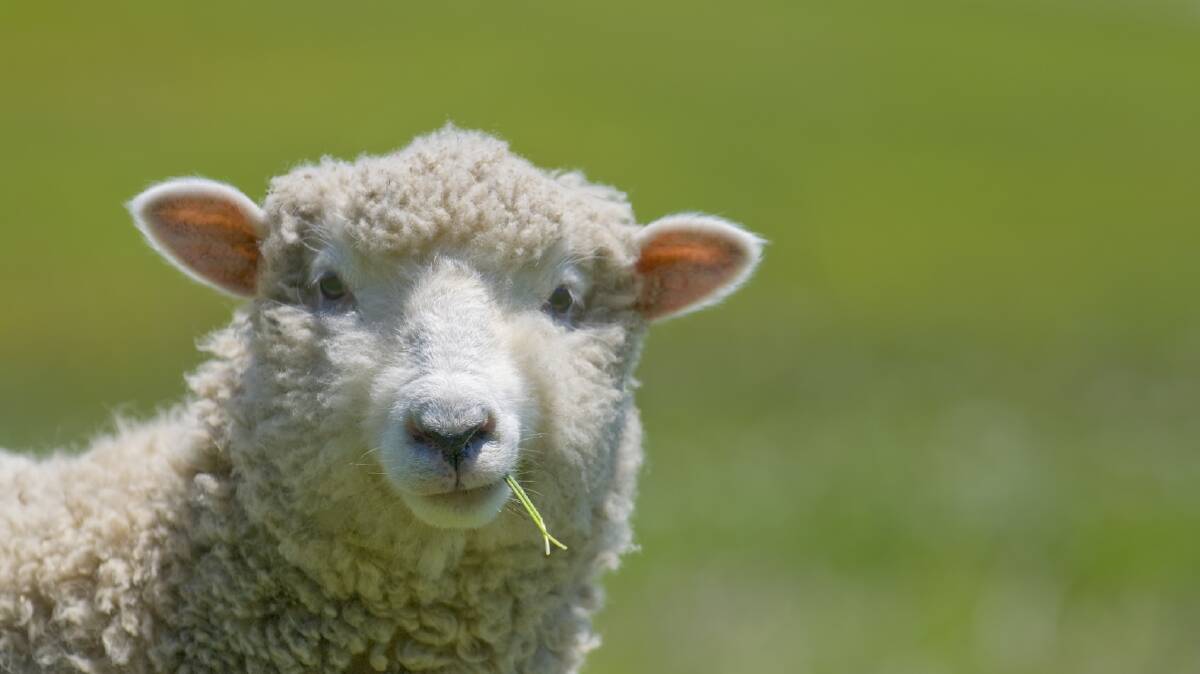This summer promises to be a bumper sheep fly strike season. Photo: supplied
