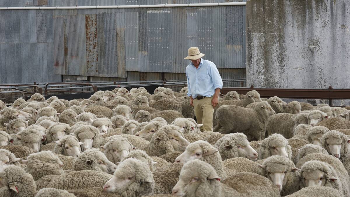 Quality stock was on offer for judging at the recent Flock Ewe competition finalists' placings.