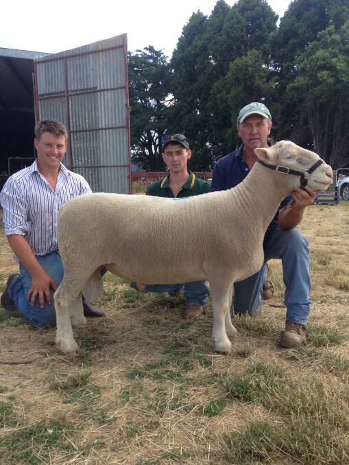 Equal top price ram was bought by Glenwood Poll Dorsets at Binda owner Scott Madden (centre) with Pinewalla principals Kim and James Weir. The ram pictured is Pinewalla 83-13 who had exceptional raw data figures. His weight was 139 kg, Eye Muscle Depth [EMD] 47.5 and Fat Index 8