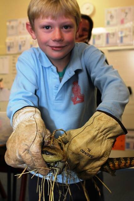 Science: Alex Anderson carefully holds the blue tongue lizard to closely examine it.Students across Stage 1 have been examining living things and their environments this term in science. Students have the opportunity to examine various animals and look at attributes that make each animal unique to its species and to its habitat. This blue tongue lizard visited the class and helped teach the characteristics that make it special. Did you know that a blue tongue lizard can have up to 25 live young at once?
