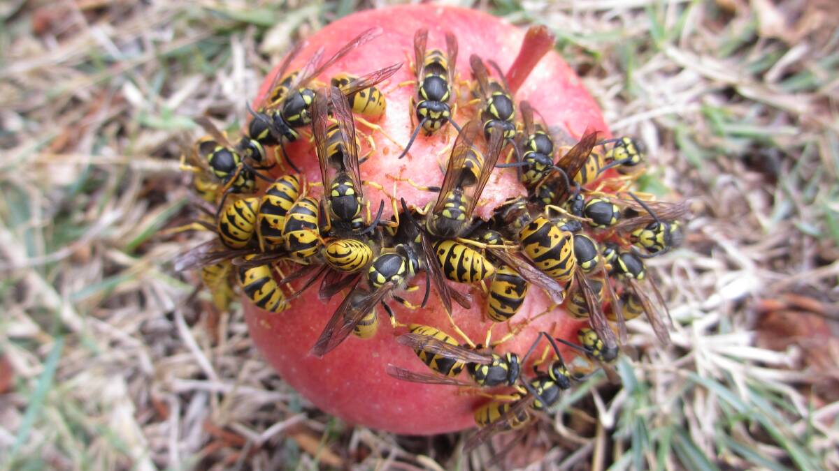This photo was taken of an apple fallen from a tree in North Crookwell. The wasps are eating it from the inside out and are attracted to the sweet apple flesh.