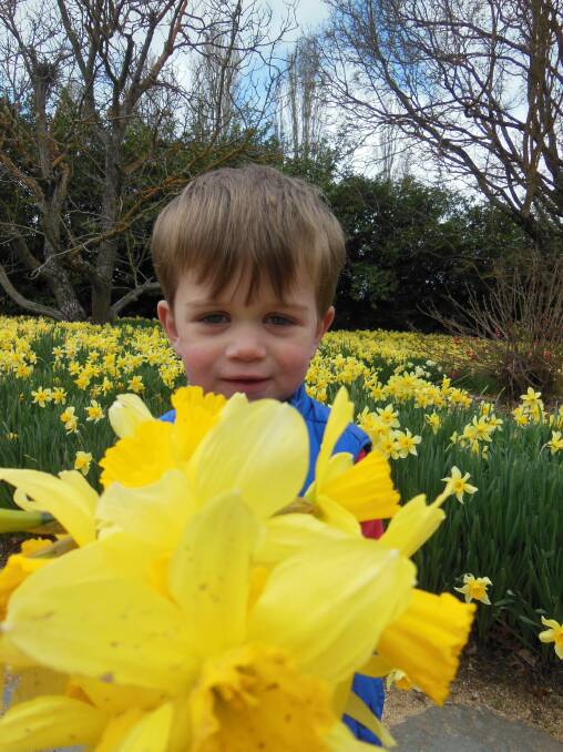 Emmett McIntosh proudly helping collect the daffodils out of his garden last week.
Emmett is the son of Meg and Dean McIntosh