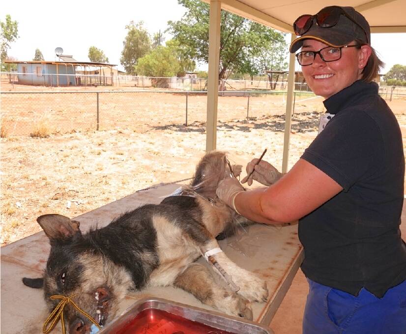 Dr Penny Ovenstone, volunteering for the charity AMRRIC, desexing a dog in a typical outdoor “surgery” in a Central Australian remote community