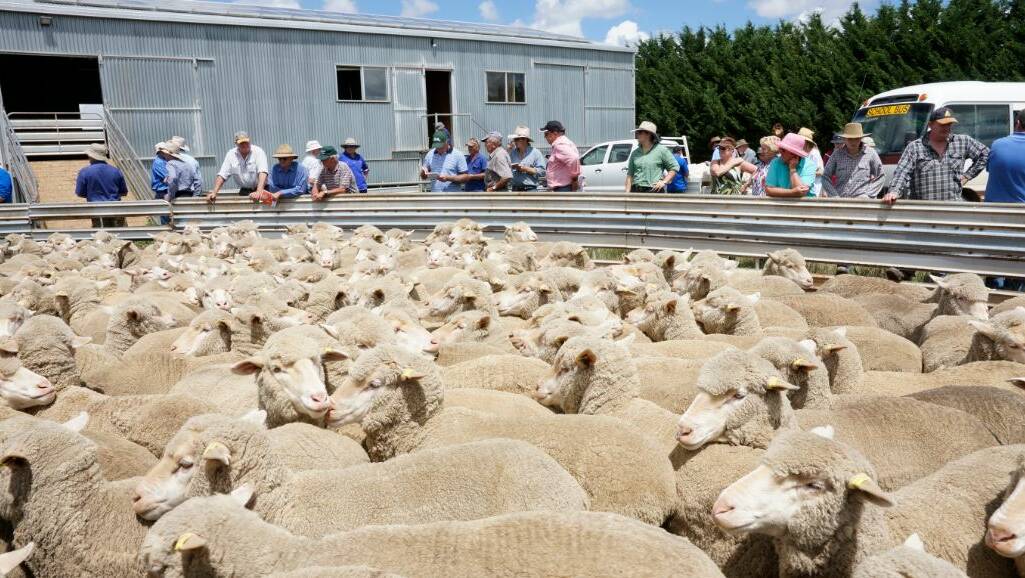 Some of the crowd of 90 onlookers at the recent Flock Ewe Comp at John and Michael Lowe's property "Innisvale". Photos by Paul Anderson