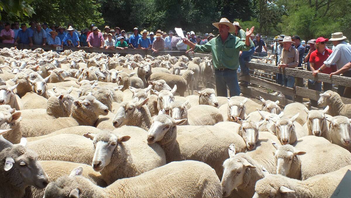 Daniel Croker, Landmark Goulburn livestock agent, auctioneering at Goulburn's annual first cross ewe sale on Friday. With most vendors being local, over $1.5 million was injected into the local economy despite prices not reaching those of past sales. In total, 16, 579 ewes and lambs sold to an average of $95. 