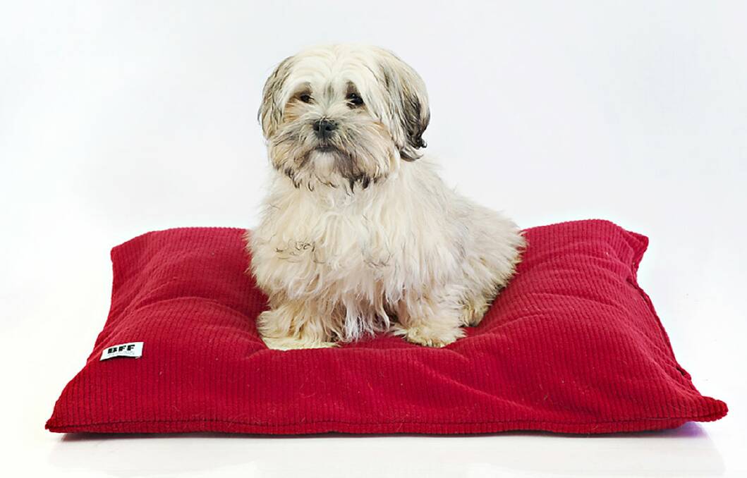 Cats and Dogs sleep in different positions and the current flat mattress did not address support for their spines. These are designed unique Alpaca filled ergonomic dog and cat mattresses to support the different sleeping positions of dogs and cats.