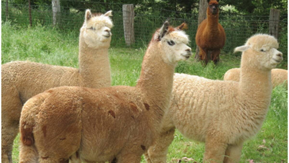 Huacaya Alpaca are curious and intelligent 