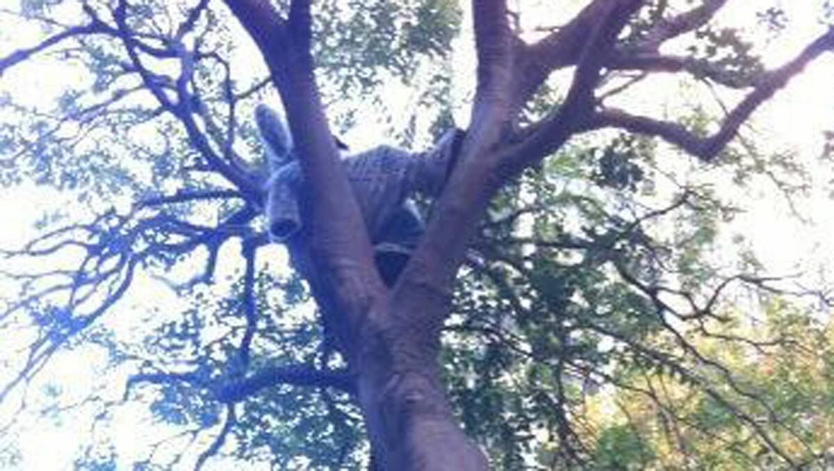 CRANKY Koala (aka Mark Selmes) made it six to seven metres up a tree outside the entrance to NSW Parliament on Wednesday May 8, 2013 to quietly protest against the commercial scale firewood clearing in local endangered ecological communities. Cranky came down at 7.00pm, when told he had achieved media coverage. After attending the scene and staying for some time, the police decided not to arrest Cranky. 