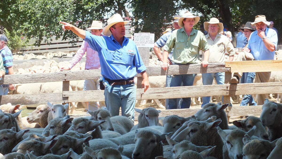 Jock Duncombe of Duncombe and Co. Crookwell selling at the first cross ewe sale on Friday.