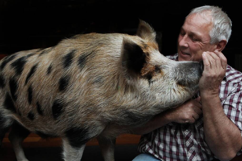James the city pig with Patrick Furlong, father of the pigs owner in Sydney. Photo: Jacky Ghossein