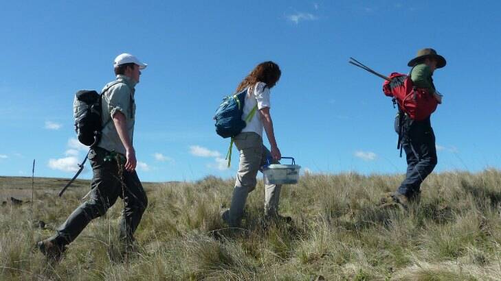 Volunteers head out to place the artificial burrows. Picture courtesy of NSW Department of Planning and Environment