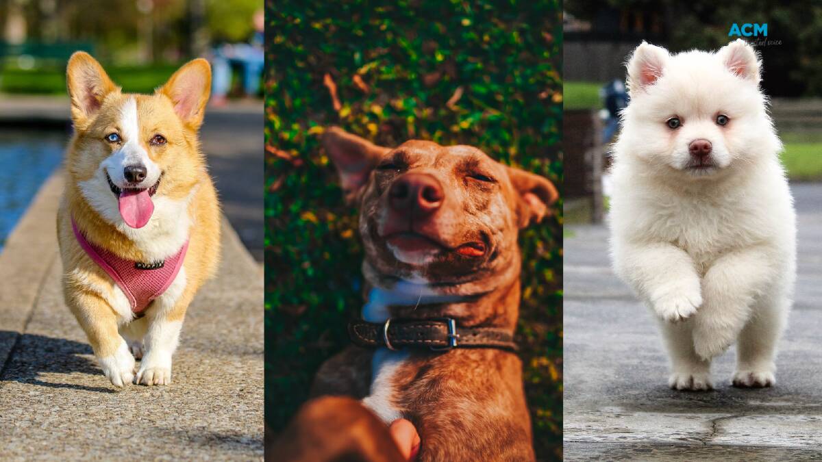 Top pooches. Pictures via Canva