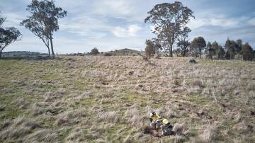 Plans to plant more than 1 million trees across the region are underway. Image supplied. 