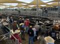 A strong crowd of buyers were present at the Dubbo store cattle sale. File picture