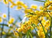 Wattle varieties are wildly popular in Europe. Shutterstock