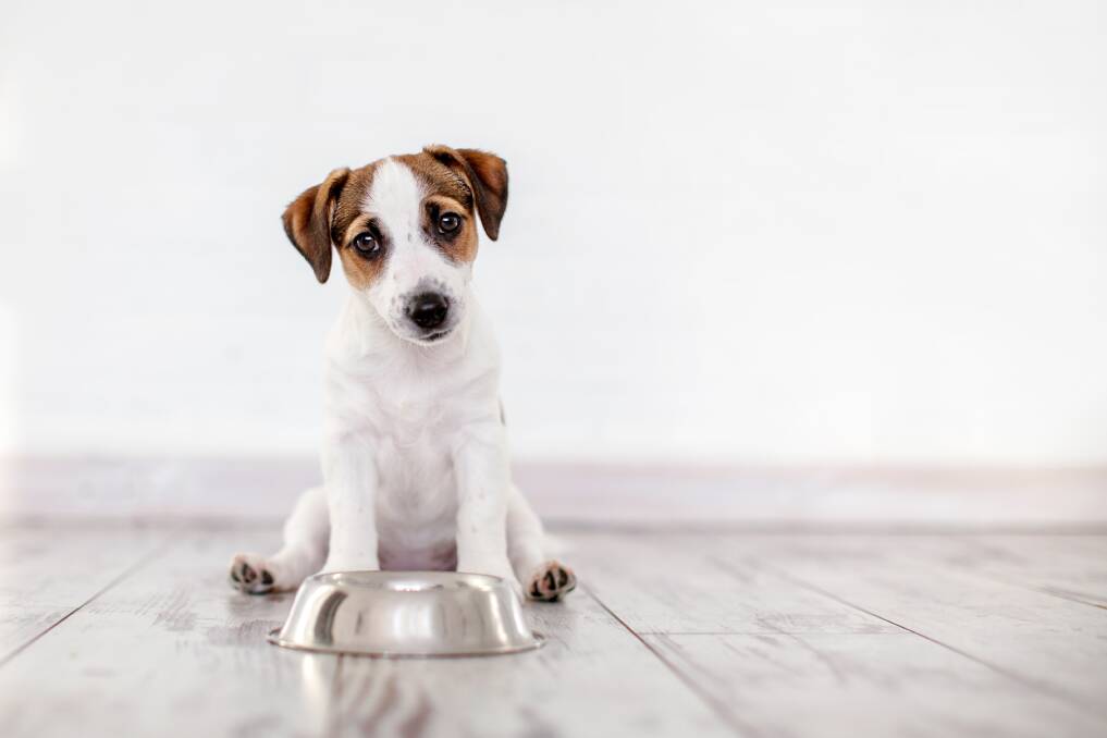 TUMMY TROUBLES: There are several things you can do if your pet is affected by their food.