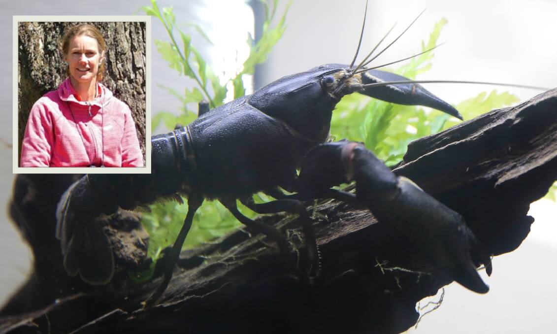  A common yabby kept in captivity. Inset: Ruth Aveyard. Pictures: Supplied. 
