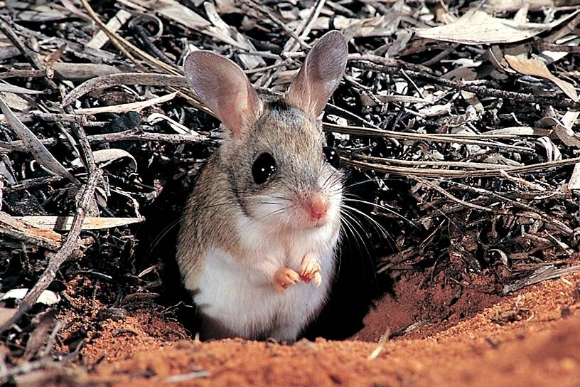Spinifex Hopping-mice have large eyes and ears, big back feet, long tufted tails 