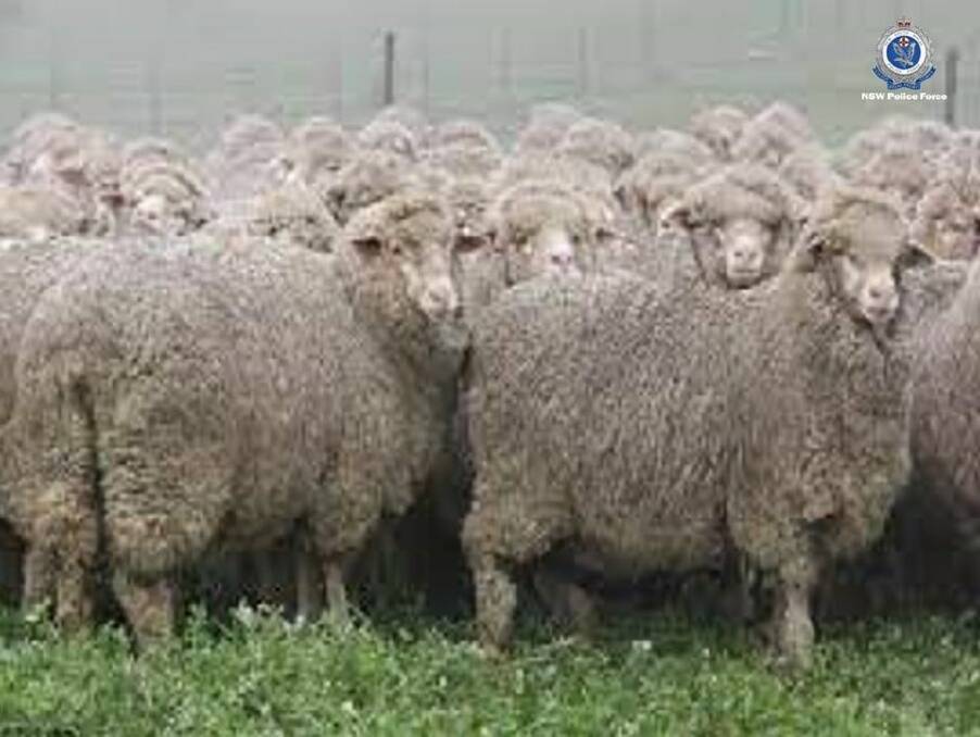STOCK THEFT: 260 first-cross merino ewes were stolen from a property in Bigga. Photo: NSW Police