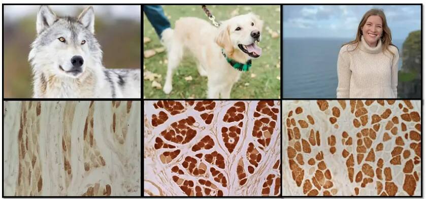 Faces of a wild gray wolf, a Golden Retriever domesticated dog, and a human, along with tissue samples from the orbicularis oris muscle for each species. In the photos the dog and human are actively using the zygomaticus and orbicularis muscles (note the dogs upturned lip, which mimics smiling). The stained muscle samples reveal similarities in muscle content between dogs and people that likely contribute to their facial flexibility compared to wolves. Credit: Anne Burrows, Duquesne University, top images copyright iStock.