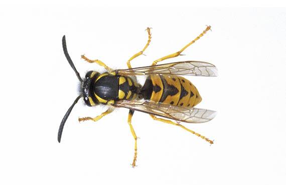 PAINFUL: Unlike bees, which sting only once, there is no limit to the number of times a European wasp can sting. Photo supplied