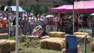 The Laggan pig races usually draw up to 1500 people through the gates. Picture by Hannah Sparks.