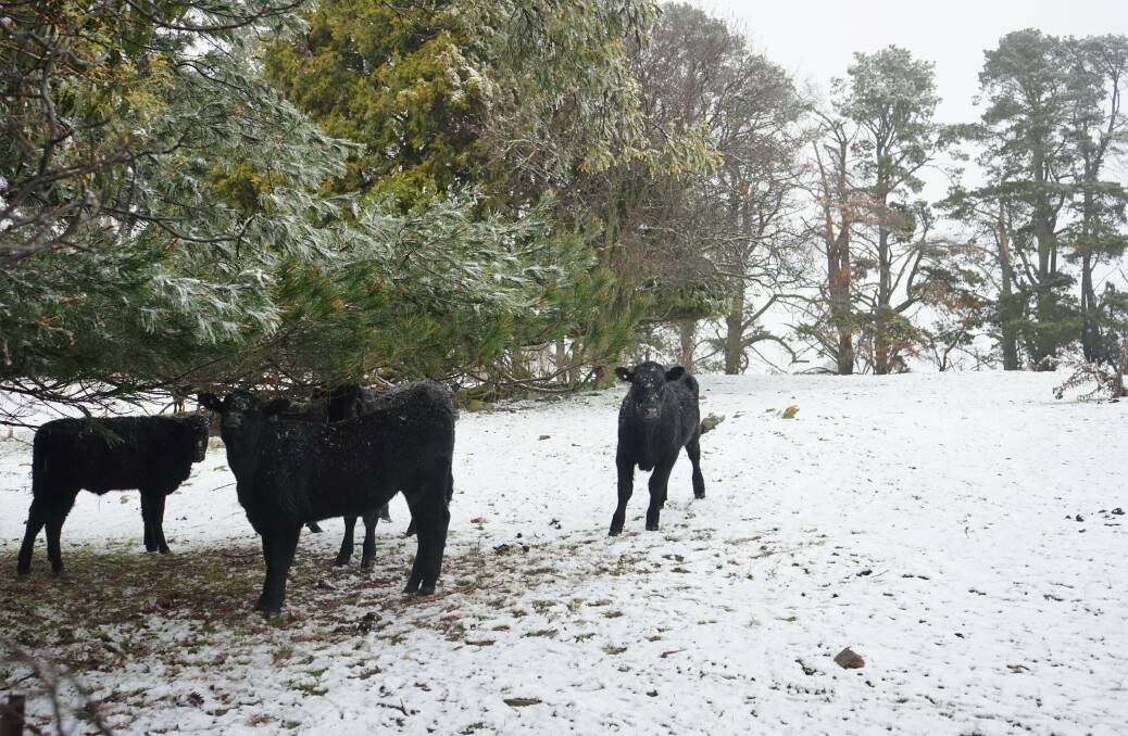 Chilly start: Stock took shelter as snow created a winter wonderland in Crookwell and district on the weekend. Photo: Clare McCabe.