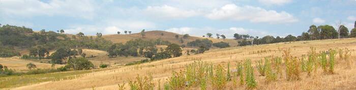 ANOTHER GO: AGL has revived its proposal for a gas-fired power station at Dalton, 4km from the village. Photo: AGL.