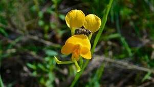 Search for rare orchid
