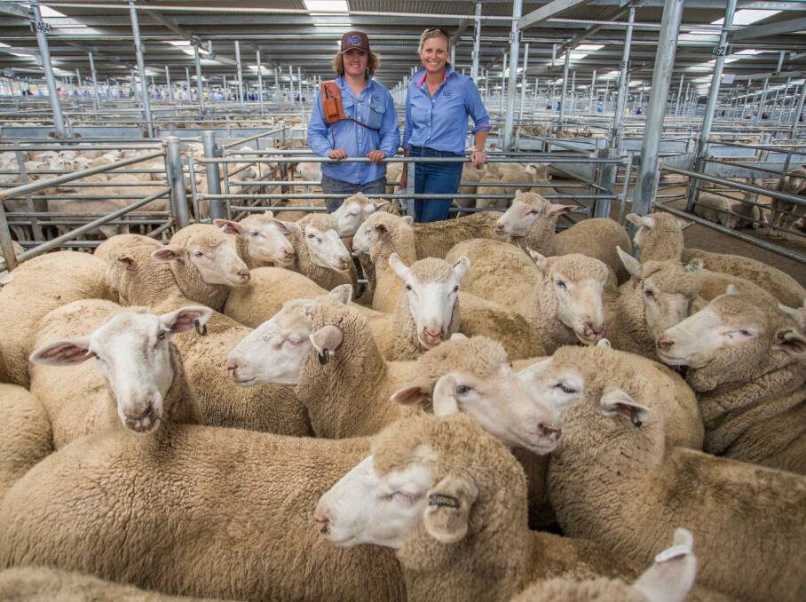 TOP: Garrabray P/L, Greenethorpe topped today’s market with XB Lambs sold by Jason Davis and Sal Butt, Butt Livestock & Property for $190ph.