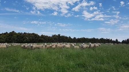 GROWTH: Top tips from the Department of Primary Industries Sustainable Grazing Program.