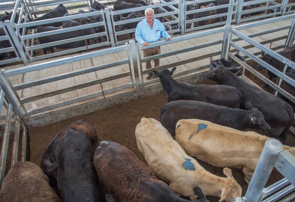 SELX: Michael Hall (Livestock) with XB Steers sold on behalf of E&A Connor, Taralga for 320c/kg, av 367.5kg, $1176ph.