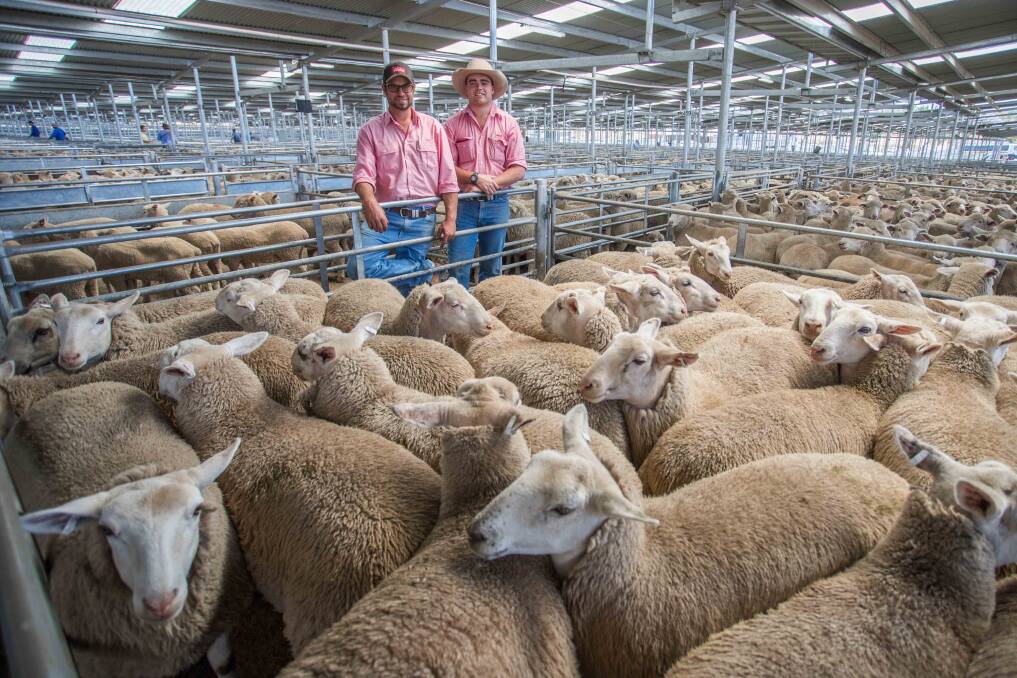 Kirramurray, Yass topped today’s market with 40 XB Lambs sold to a top of $175ph by Coggo & Ben, Elders.